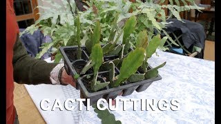 Get Gardening Get Your Fill of an Epiphyllum Cacti cuttings [upl. by Kcirddes]