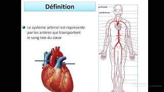 le système artériel  cours num 6 danatomie [upl. by Ramel127]
