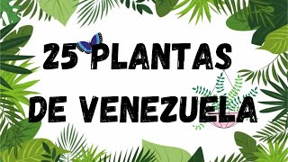 25 Plantas Medicinales de Venezuela  Reino Plantae [upl. by Alroy]