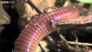 The Amazing World Of Earthworms In The UK  Springwatch  BBC Two [upl. by Novahc313]