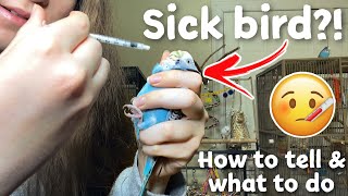 How to Tell if Your Bird is Sick amp What to Do  My budgie has a crop infection [upl. by Yadnus]