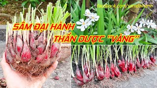 Thông tin về cây Sâm đại hành  Thần dược quotVàngquot chữa trị bách bệnh [upl. by Isolt766]