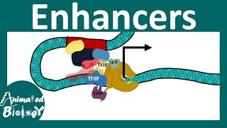 Enhancers  Transcriptional regulation by Enhancers  Enhancer promoter loop [upl. by Nesyla783]