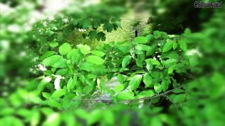 Chillout Entspannung Meditation Musik Music 39 [upl. by Cnut291]