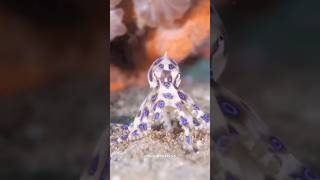 Blue Ringed Octopus sciencefacts facts shorts [upl. by Atterg]