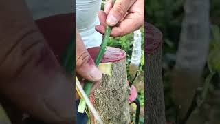 You Wont Believe How Easy Grafting Can Be with This Technique [upl. by Tobin]