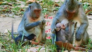 Baby monkey Julina use her skill trick to get milk  Spoil always cry seizures before milk [upl. by Lasko618]