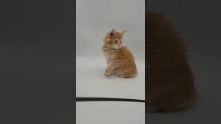 Xandi Red Maine Coon Male Kitten Available Now  Purebred Kitties [upl. by Nyrahtak]