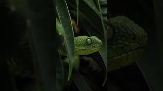 African green bush viper🐍🫣  shorts viral snake [upl. by Nauqahs432]