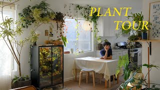 Relaxing Plant Tour  my entire houseplant collection [upl. by Cirtap]