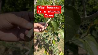 Banyan Tree Structural Strength banyantree [upl. by Amity]