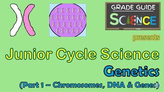 Genetics Part 1 Chromosomes DNA amp Genes  Junior Cycle Science  Revision Video [upl. by Branscum798]