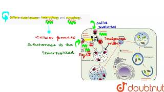 Differentiate between heterophagy and autophagy  CLASS 11  CELL  THE UNIT OF LIFE  BIOLOG [upl. by Kai332]