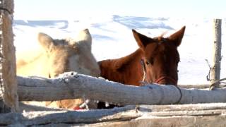 Tsagaan sar zuraglal [upl. by Lilith]