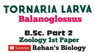 Tornaria Larva in Hindi Balanoglossus Rehans Biology BSc Part 2 Zoology [upl. by Darci]