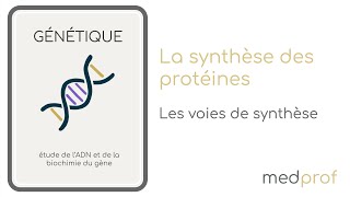 BIO CELL  La synthèse des protéines [upl. by Lundberg]