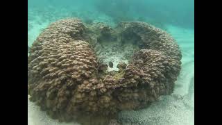 Donut shaped reef hawaii gopro beach fish reef snorkeling hawaii [upl. by Erie273]