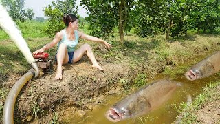 A lot of big fish appeared when a village girl used a pump to drain the water from the ditch [upl. by Roselba]