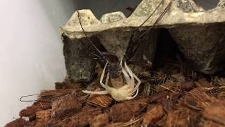 Tailless Whip Scorpion Molt time lapse footage [upl. by Ame]