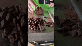 Cutting Pine Cones [upl. by Madella]