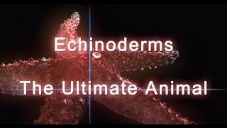 Shape of Life Echinoderms  The Ultimate Animal [upl. by Onitsuj]