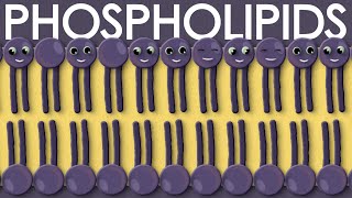 Phospholipids types structure and function [upl. by Alison]