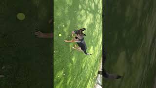 Minneola Florida dog park October 31 2024 Part 2 [upl. by Sy]