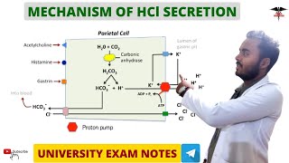 Mechanism Of HCl secretion  Regulation  Digestive system [upl. by Halyhs]