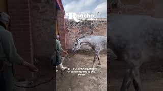 ¿Y tu caballo si se quiere bañar fyp caballos caballostiktok arabes caballos [upl. by Attenehs]