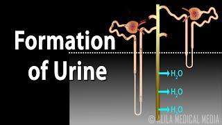 Formation of Urine  Nephron Function Animation [upl. by Kohler]