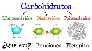 🍞 Carbohidratos 💥 ¿Qué son 🥔 Funciones 🍟 EJEMPLOS 🥞 Fácil y Rápido  BIOLOGÍA [upl. by Studley]