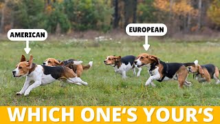 3 Types of Beagles Which Ones Yours [upl. by Richlad145]