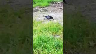 My old crow friend quotWhitefootquot whos living next to the river Isar [upl. by Dur]