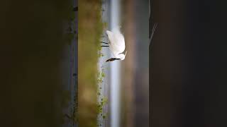 Little Egret birds nature egret shorts viral [upl. by Elatia]