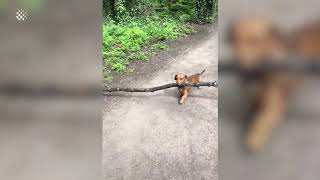 Tiny dachshund manages to navigate around parks carrying large stick in mouth [upl. by Esiuole454]