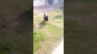 Jerman Cheperd Dog 🐕shorts viralvideos trending unfreezmyaccout dog [upl. by Carter]