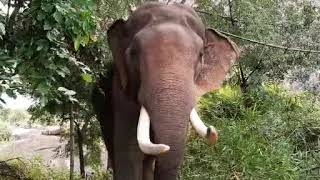 நான்தான் டாப்சிலிப் கும்கி பாரி யானை  Kumki paari [upl. by Esme]