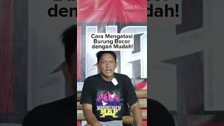 Mengatasi Burung Merpati BocorBerak Air [upl. by Hiett825]