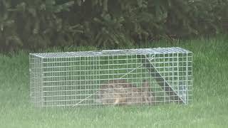 Proof That the Havahart 1079 Trap Works on Rabbits Too [upl. by Bush]