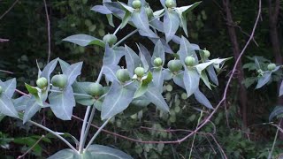 Euphorbia lathyris anti talpaantimole medicinal plant [upl. by Brittni]