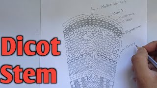 How to draw transverse section of dicot stem  Labelled diagram of dicot stem [upl. by Matheny]