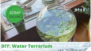 DYI Water Terrarium [upl. by Alyakcm748]