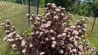 Summer wine Ninebark in full bloom in my west garden on 31st May 2023 [upl. by Tteltrab451]