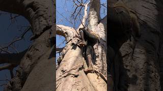 Hadzabe Tribe Climbing the Mighty Baobab Tree A Glimpse into Tradition HadzabeTribe BaobabTree [upl. by Wareing]