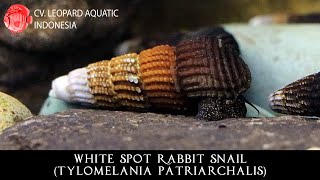 Tylomelania patriarchalis THE WHITE SPOT RABBIT SNAIL Leopard Aquatic W025A [upl. by Aner]