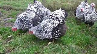 SILVER LACED WYANDOTTE LARGE FOWL FROM CHESHIRE POULTRY [upl. by Wetzell]