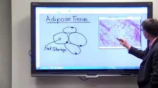 Adipose Tissue [upl. by Carpenter]