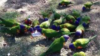 Colourful Rainbow Lorikeets at the Royal Botanical Gardens of Sydney [upl. by Lyndsie200]