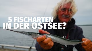 Auf ALLES in der OSTSEE  Wir BRAUCHEN FISCH zum GRILLEN  Fang mal was 51 [upl. by Massey]