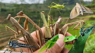 Find the habitat of praying mantises moths insects reptiles [upl. by Aynat56]